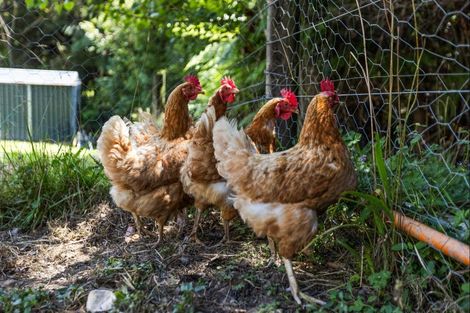 Photo of property in 86a Upper Waiwera Road, Puhoi, Silverdale, 0994