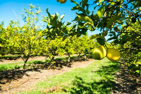 Photo of property in 268 King Road, Makauri, Gisborne, 4071