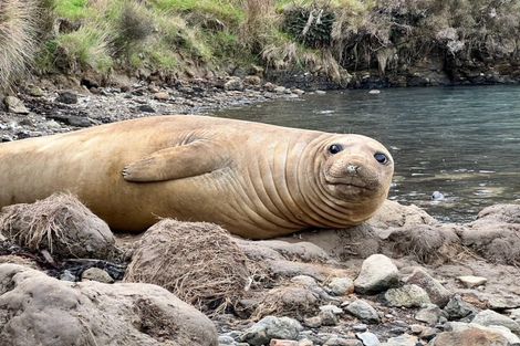 Photo of property in 211 Wharf Road, Port Levy, Diamond Harbour, 8972