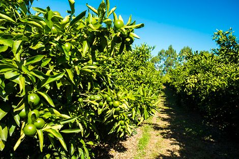 Photo of property in 268 King Road, Makauri, Gisborne, 4071