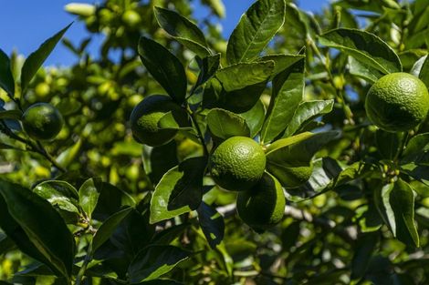 Photo of property in 25 Wyn Close, Kaukapakapa, 0871