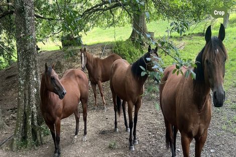 Photo of property in 492 Wairere Road, Paparoa, 0571