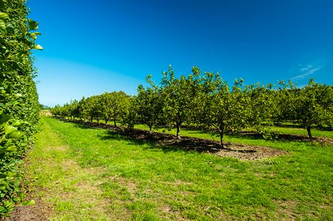 Photo of property in 268 King Road, Makauri, Gisborne, 4071