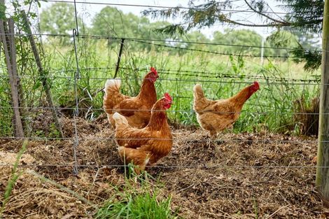 Photo of property in 1199 Parnassus Road, Ferniehurst, Cheviot, 7384