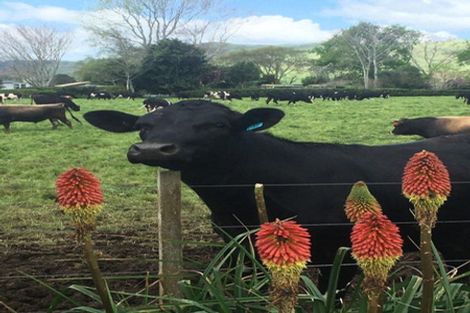 Photo of property in 43 Cadman Road, Tirohia, Paeroa, 3673