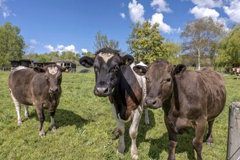 Photo of property in 127 Goodericks Road, Lincoln, Christchurch, 7674