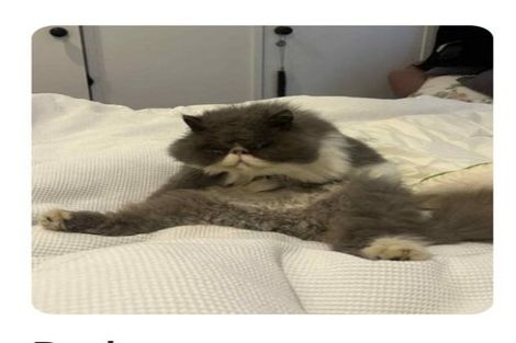 Photo of property in 2/30 Matipo Road, Mairangi Bay, Auckland, 0630