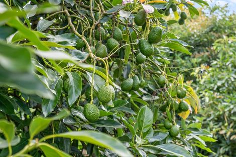 Photo of property in 967 State Highway 14, Maungatapere, Whangarei, 0179