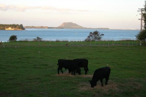 Photo of property in 397 Plummers Point Road, Whakamarama, Tauranga, 3172