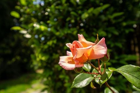 Photo of property in 56b King Street, Hikurangi, 0114