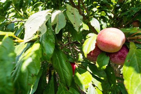 Photo of property in 9 Crawford Road, Maungakaramea, Whangarei, 0178