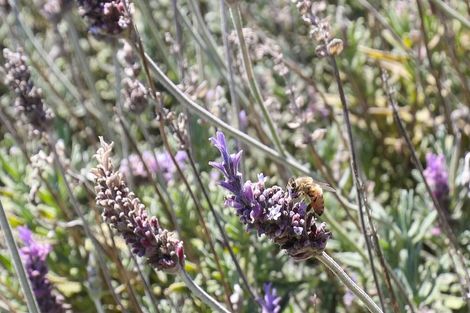 Photo of property in 156 Hakanoa Street, Huntly, 3700