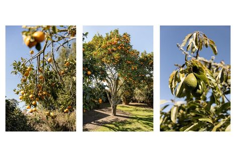 Photo of property in 84 Grieve Road, Otakiri, Whakatane, 3193