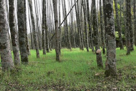 Photo of property in 84 Rigden Road, Opua, 0272