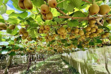 Photo of property in 29 I'anson Road, Minden, 3179