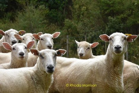 Photo of property in 318 Franklin Road, Paparoa, 0571