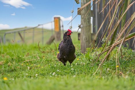 Photo of property in 89 Brown Road, Hakaru, Kaiwaka, 0573