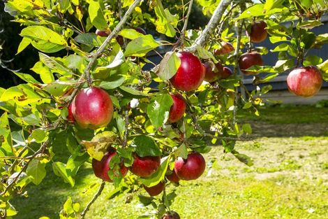 Photo of property in 43 Gillespies Road, Birchville, Upper Hutt, 5018