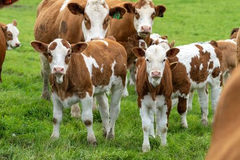 Photo of property in 132 South Manakau Road, Manakau, Otaki, 5583