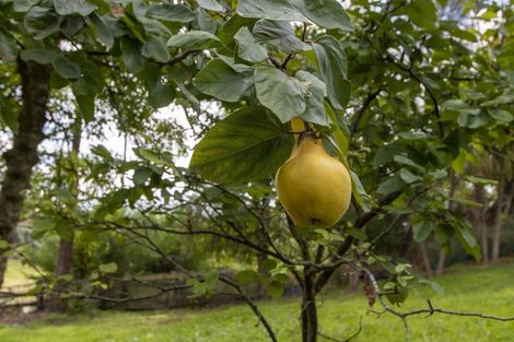 Photo of property in 79 Ronaldsay Street, Palmerston, 9430