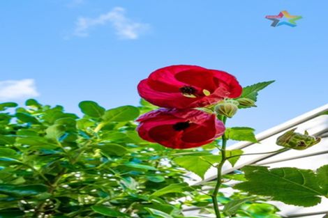 Photo of property in 60 Ava Street, Petone, Lower Hutt, 5012