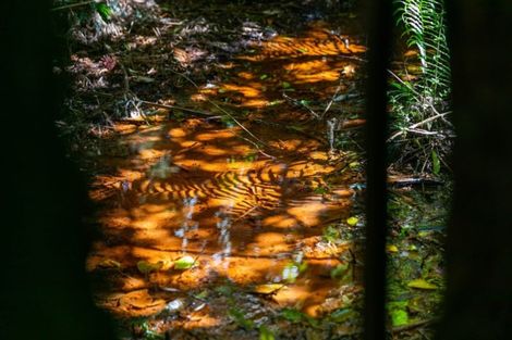 Photo of property in 42 Killen Road, Tahawai, Katikati, 3178