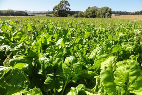 Photo of property in 62 Nonoti Road, Cheviot, 7383