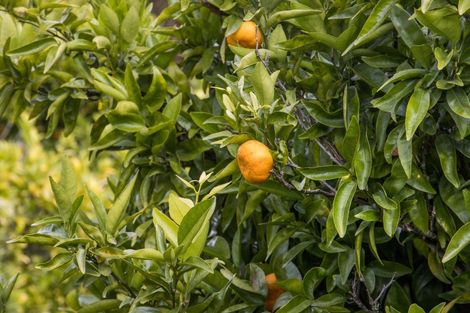 Photo of property in 92 Pukakura Road, Katikati, 3178