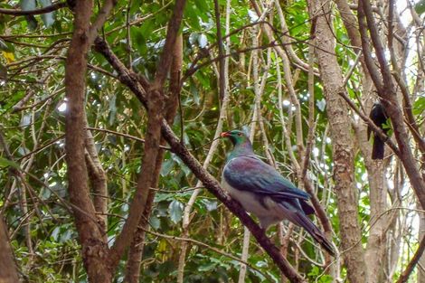 Photo of property in 257b Oropi Gorge Road, Oropi, 3173