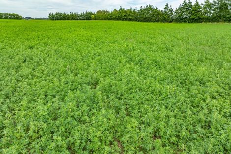 Photo of property in 375 Sharlands Road, Dunsandel, Rakaia, 7783