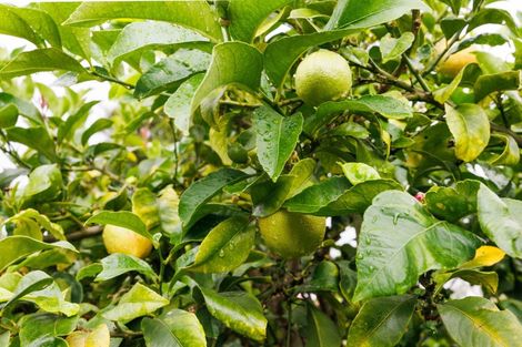 Photo of property in 260 Cambridge Avenue, Ashhurst, 4810