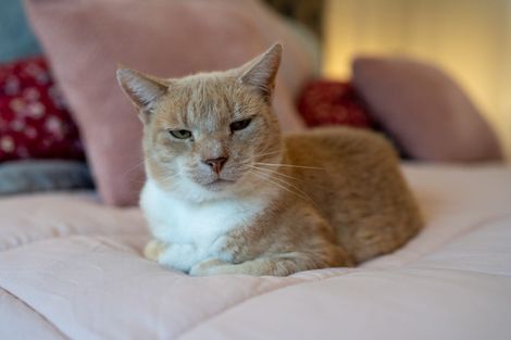 Photo of property in 83 Watkins Road, Cambridge, 3434