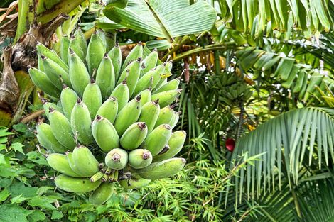 Photo of property in 14 Mandeno Drive, Kerikeri, 0230