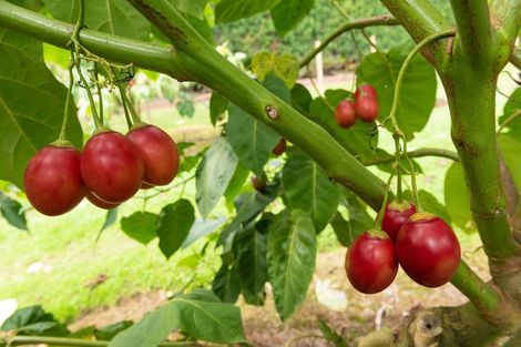 Photo of property in 25 Cottle Hill Drive, Kerikeri, 0293