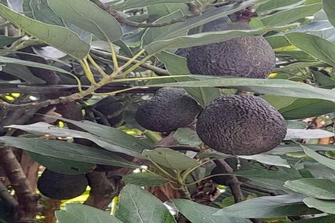 Photo of property in 10 Monmouth Place, Tamatea, Napier, 4112