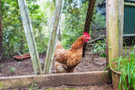 Photo of property in 6754 State Highway 12, Waimamaku, Kaikohe, 0473