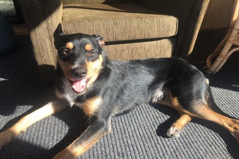 Photo of property in 11 Ferrymead Terrace, Ferrymead, Christchurch, 8081