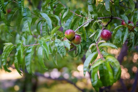 Photo of property in 337 Beacon Point Road, Wanaka, 9305