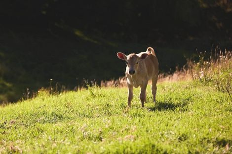 Photo of property in 180c Crawford Road, Minden, Tauranga, 3171