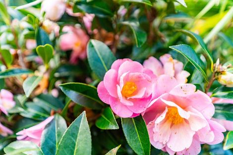 Photo of property in 4 Kowi Lakes Drive, One Tree Point, 0118