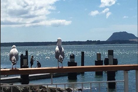 Photo of property in 6 Gane Place, Omokoroa, 3114