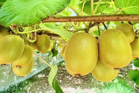 Photo of property in 29 I'anson Road, Minden, 3179