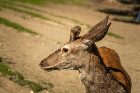 Photo of property in 70 Hunter Road, Speargrass Flat, Queenstown, 9371