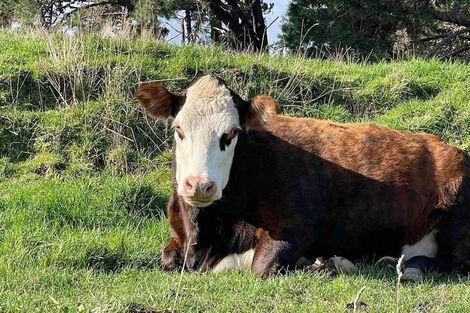 Photo of property in 43 Carrs Road, Urenui, 4377