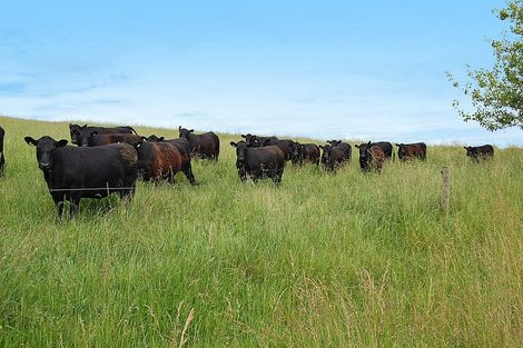 Photo of property in 135 Phillips Road, Kaiwaka, 0573