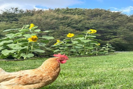 Photo of property in 24 Noakes Hill Road, Puhoi, Silverdale, 0994