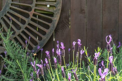 Photo of property in 16 Gavin Place, Huntly, 3700