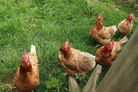 Photo of property in 1303 Oropi Road, Oropi, Tauranga, 3173