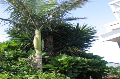 Photo of property in 1/220a Church Street, Onehunga, Auckland, 1061