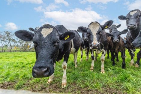 Photo of property in 1091 Kakaramea Road, Ngahinapouri, Ohaupo, 3882